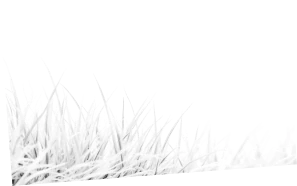 Grass decoration